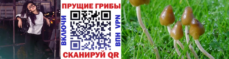наркотики  Санкт-Петербург  Галлюциногенные грибы Magic Shrooms 